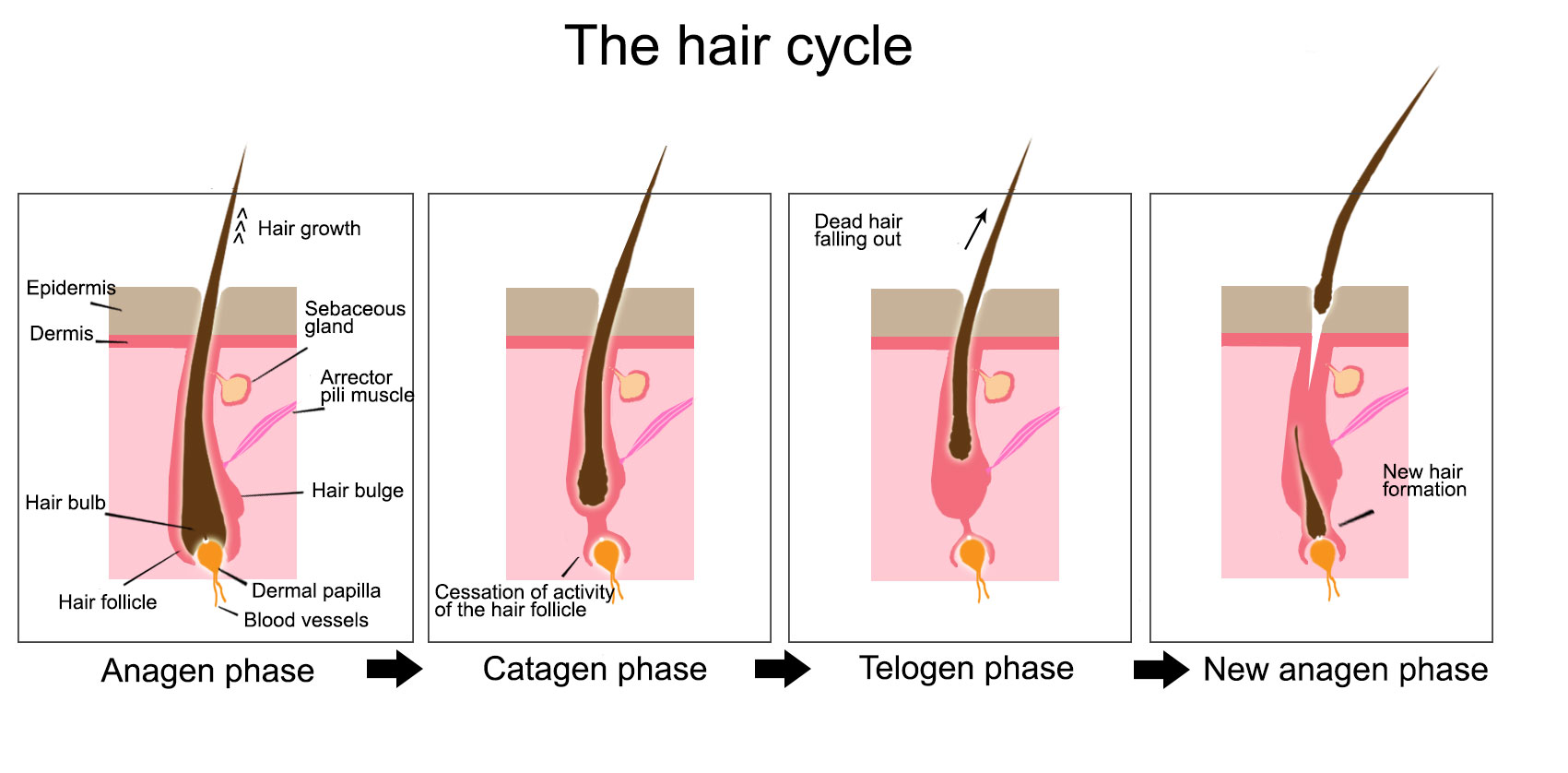 Hair loss problem, things you need to know