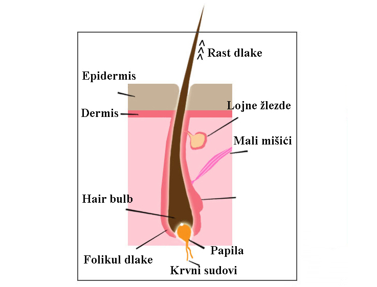 Šta je struktura kose i od čega se kosa sastoji?